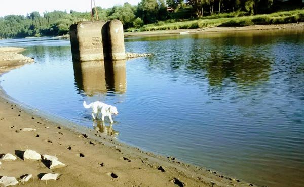 Vltava river scene with old military construction and a white dog walking in the shallows